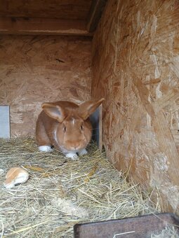 Meklenburský strakáč červeny - 2