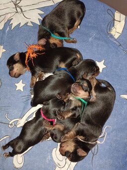 Yorkshirský teriér, štěňata s pp - 2