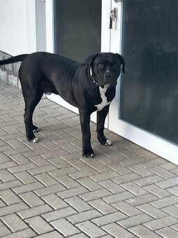 American Bully XL - 2