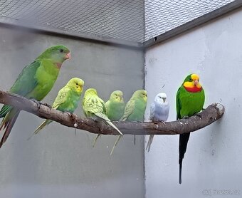 Andulky z venkovní voliery - 2