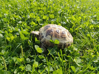 Želva stepní / čtyřprstá - 2