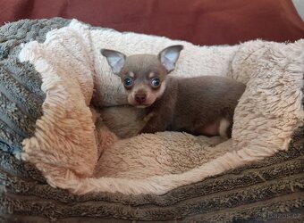 Čivava - štěňátka bez pp - 2