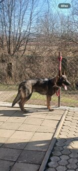 Německý ovčák s PP - 2