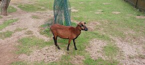 Kamerunská ovečka - 2