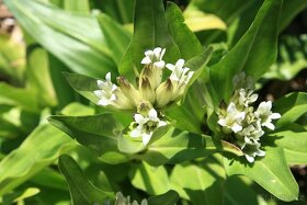 Hořec Tibetský-Gentiana tibetica 500 semen 50 Kč - 2