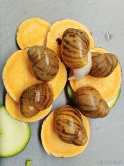 Šneci - mláďata afr. šneků Arch. Marginata Ovum Nigeria - 2