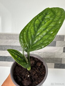 Monstera PERU Karstenianum - 2