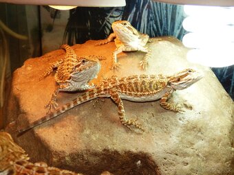 Agama vousatá (Pogona viticeps) - 2