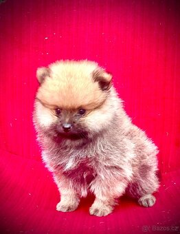 Pomeranian - 2