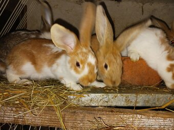 Mladí králíci - 2