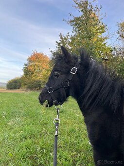 Minihorse hřebeček - 2