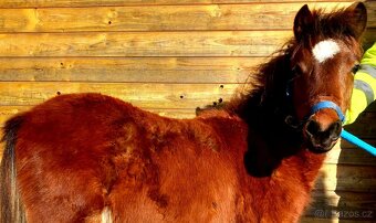 Klisnička - hnědka WPB - 2