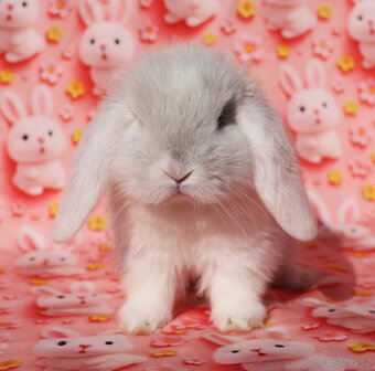 Zakrslý beránek NHD samička - 2