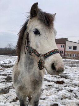 Pony klisna kat. S - 2