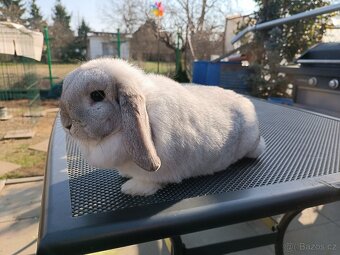 Minilop samička k odběru - 2