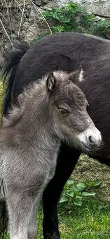Minihorse - miniaturní kůň letošní hřebeček - 2