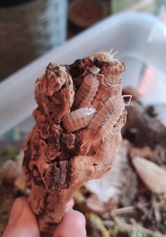 Porcellio sp. sevilla caramel - 2