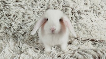 Zakrslý beránek, králíček, králík - TIMIÁN - 2