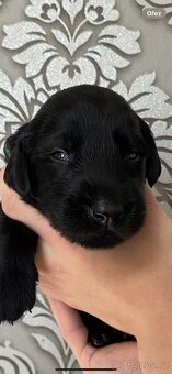 Flat coated retriever - 2