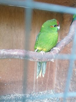 Kakariki - 2