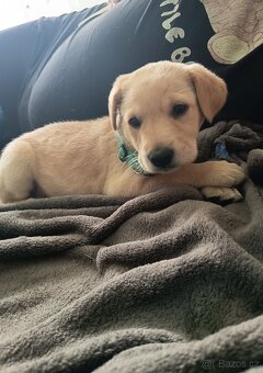 Labrador - 2
