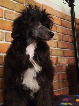 Čínský chocholatý pes, labutěnka - 2