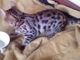 Bengálská kočička s PP - 2