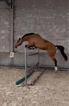 Klisna do sportu - 2