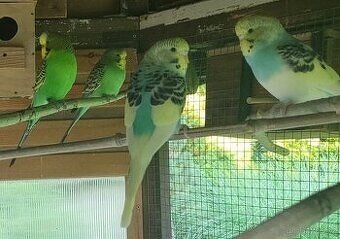 letošní andulky - 2