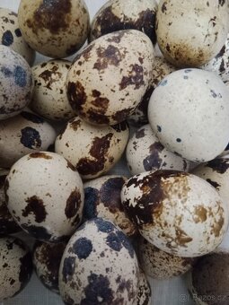 Křepelčí vejce - 2
