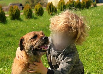 Border Terrier s PP - 2