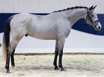 Orchid’s - pony B do sportu - 2