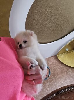 Pomeranian - 2