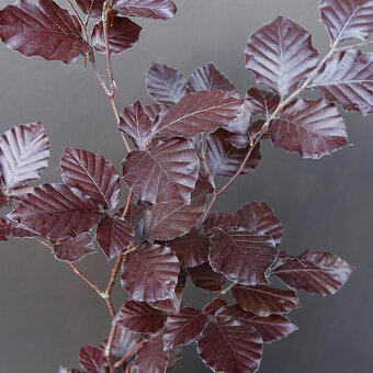 Buk lesní "Purpurea" - 2