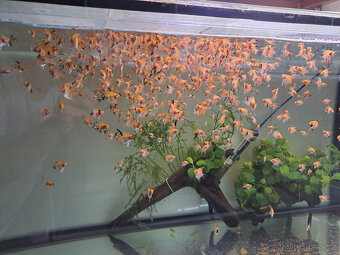 Skaláry RED devil - 2