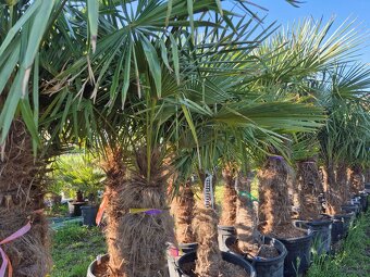 Palmy Trachycarpus - 2