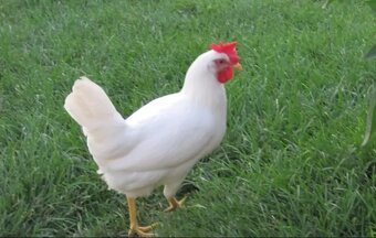 násadbové vejce Leghorn - 2