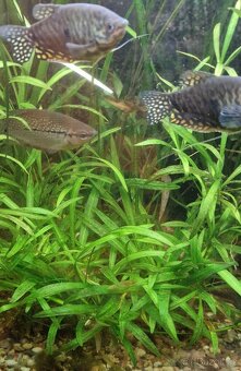 Akvarijní rostliny (V. gigantea, E. latifolius) - 2