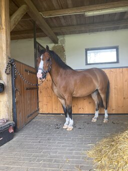 Welsh Mountain Pony A - 2