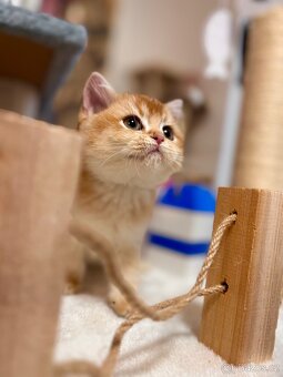 Luxusní zlata britská činčila koťata s PP pro chov - 2