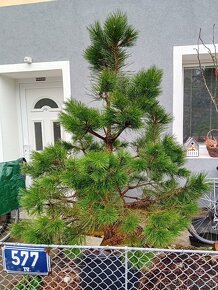 Vánoční stromeček - 2