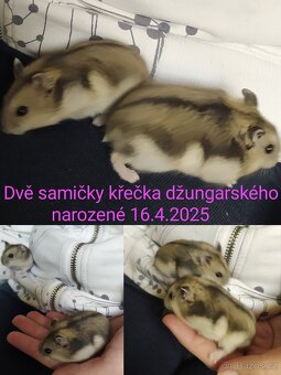 Džungarský křečík - 2