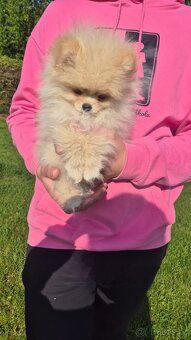 Pomeranian Creme - čistokrevný kluk - 2