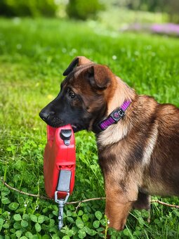 Belgický ovčák malinois - 2