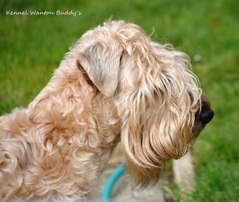 Irish soft coated wheaten terrier - ŠTĚŇATA PRODEJ - 2