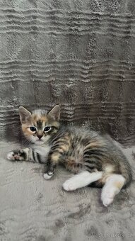 Ragdoll - 2