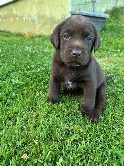 Labradorský retrívr - 2