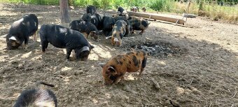 Prase Selata Kune kune - 2