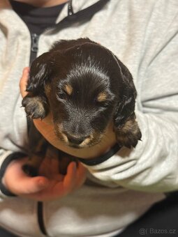 Prodej štěňat Jezevčíka trpasličího - 2