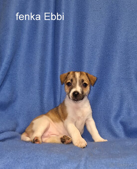 Jack russell terier - 2
